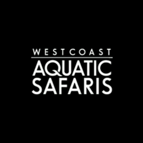 Whale Safaris